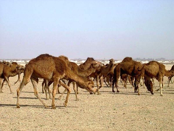 واکاوی مشکلات شترداران خراسان جنوبی/ ظرفیتی که مغفول ماند!   