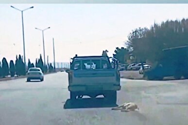 جزئیاتی از فیلم منتشرشده حیوان‌آزاری در سمنان