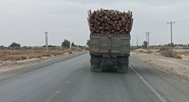 خروج هرگونه بار چوب و محموله های مرتبط از استان سیستان و بلوچستان ممنوع شد