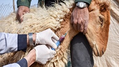 آغاز واکسیناسیون دام‌ها در کهگیلویه و بویراحمد