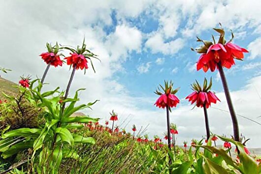 هشدار درباره خطر نابودی لاله‌های واژگون بر اثر بی‌توجهی گردشگران و دامداران