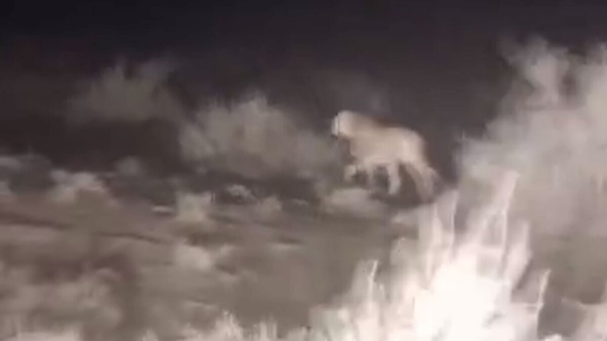 مشاهده ۲ یوزپلنگ آسیایی در منطقه توران شاهرود