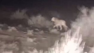 مشاهده ۲ یوزپلنگ آسیایی در منطقه توران شاهرود