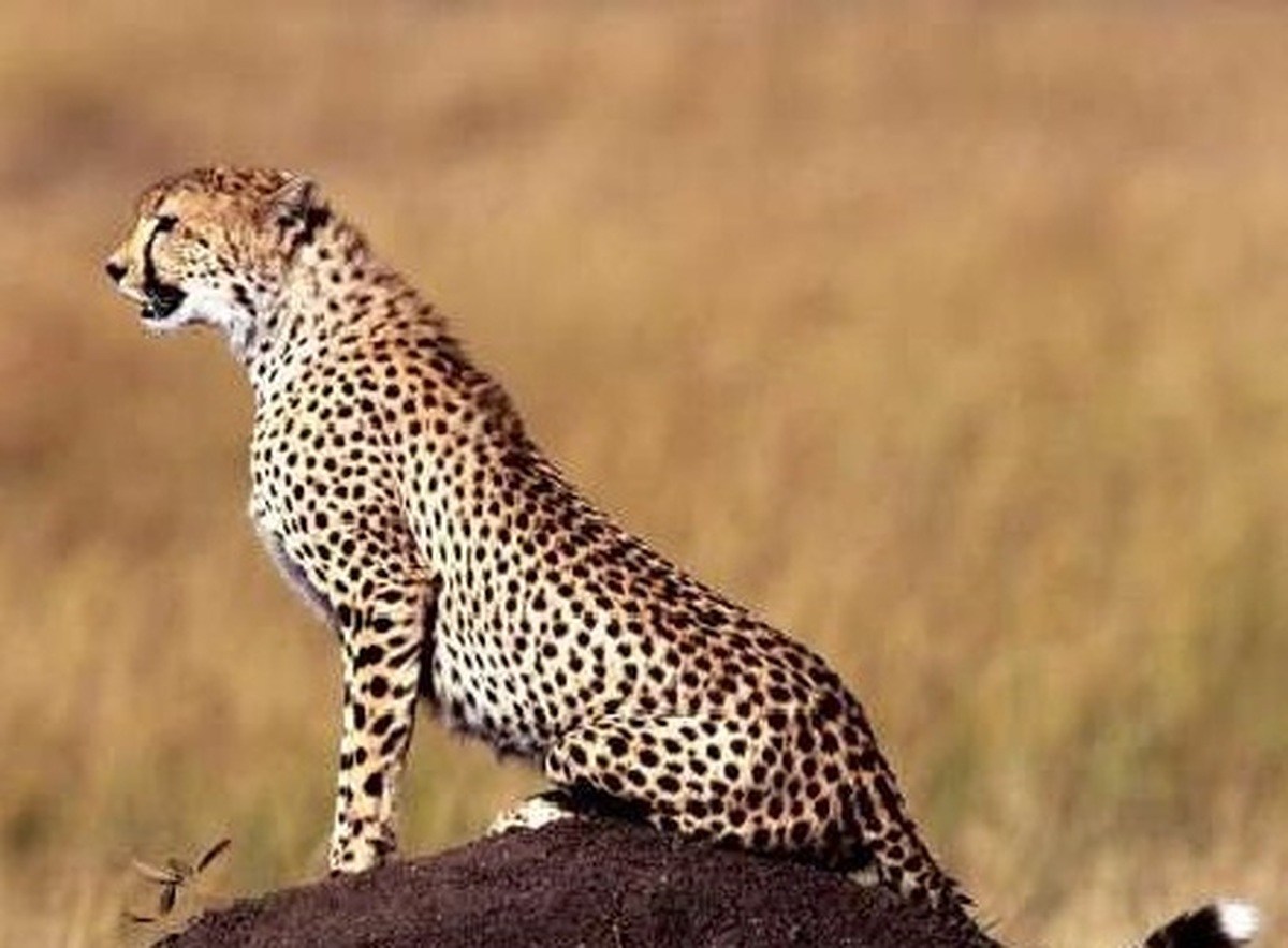 امید در زیست‌گاه یوزپلنگ‌ها؛ دو یوز آسیایی در توران شاهرود مشاهده شدند