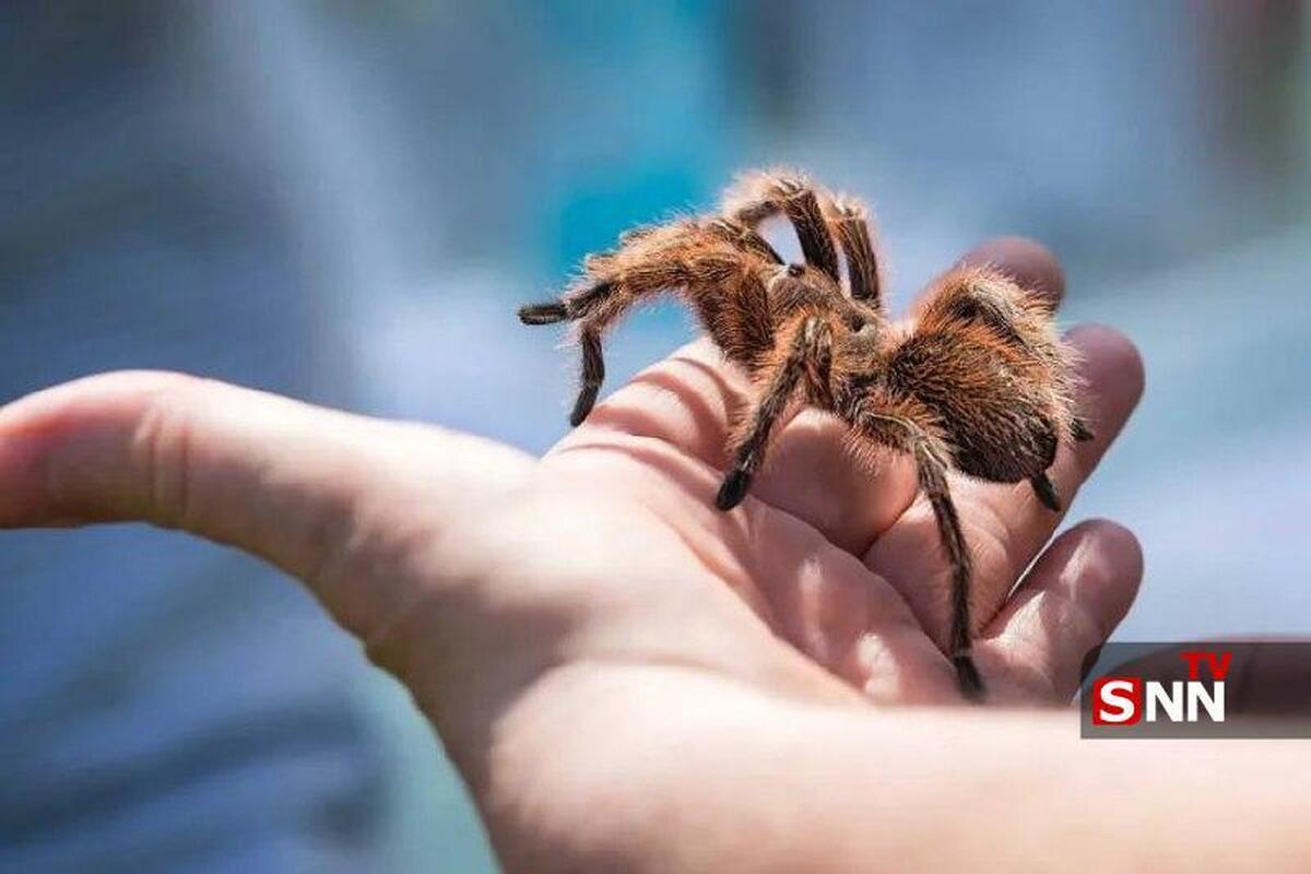 عنکبوتی با موهای صورتی؛ همه‌چیز درباره تارانتولای آتشین