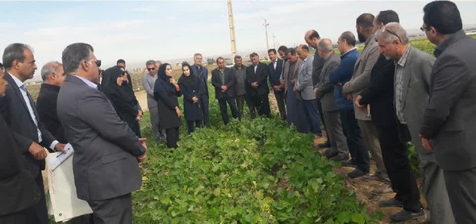 تمرکز بر روش‌های پایدار مبارزه با انگل گل جالیز در طرح پایلوت کشوری دهلران