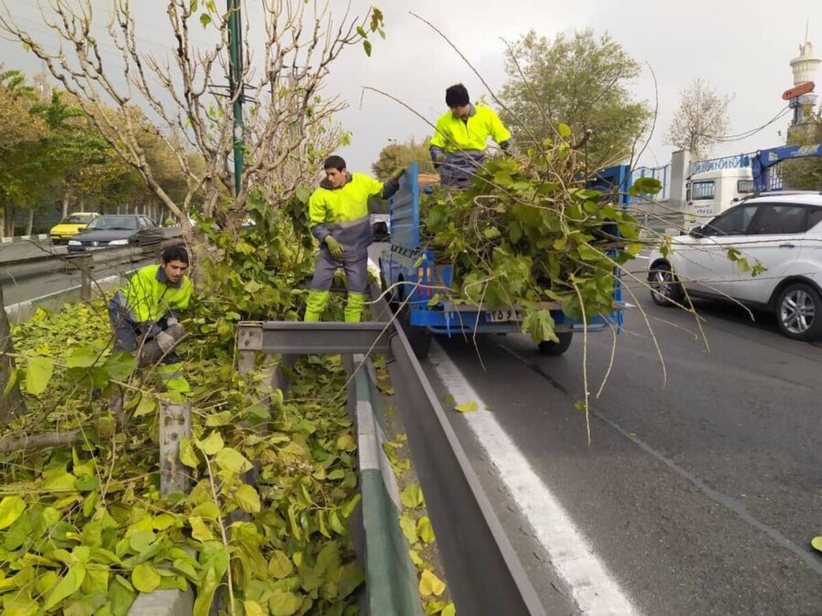 طبیعت‌درمانی زمستانی درختان در منطقه یک تهران انجام شد