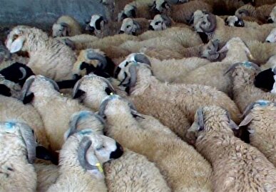 کشف گوسفندان قاچاق 30 میلیاردی در فریدن