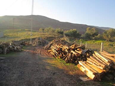 قاچاق چوب و جاده‌های غیرمجاز در دل جنگل‌های گیلان/ تلاش برای حفاظت در برابر تخریب+فیلم