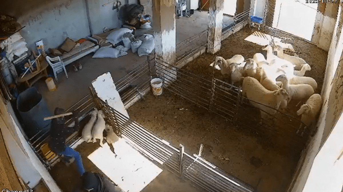 شهرک‌نشینان اسرائیلی به گوسفندان هم رحم نکردند + فیلم