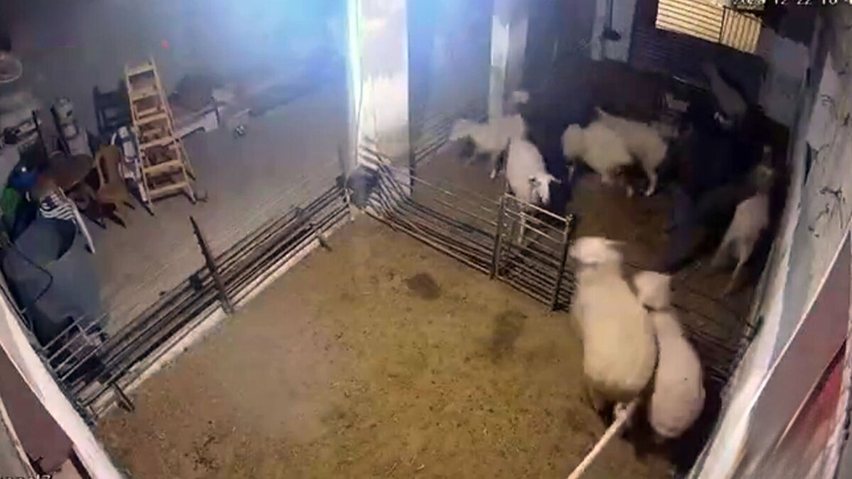 شهرک‌نشینان اسرائیلی به گوسفندان هم رحم نکردند