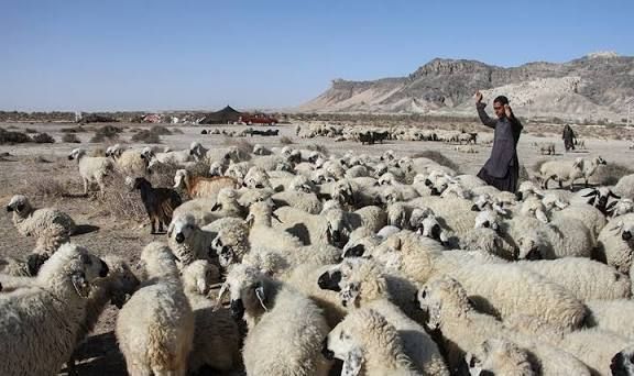 ۹۵ درصد دام سیستان فاقد پوشش حمایتی است