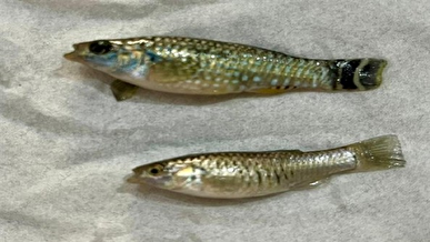 رهاسازی ماهی «آفانیوس» برای مبارزه بیولوژیک با بیماری تب‌دنگی