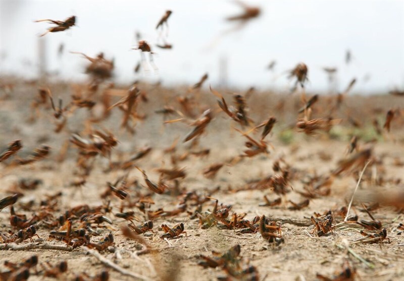 هشدار در مورد خطر هجوم ملخ به مزارع و باغات جنوب استان کرمان