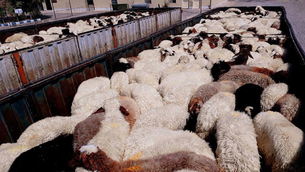 ۲۳۵ رأس احشام سبک قاچاق توسط مرزداران هنگ مرزی کشف شد