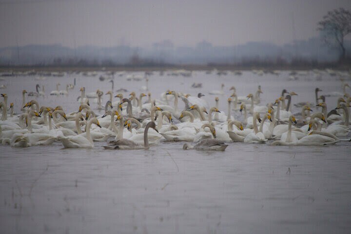 فرود قوها در زیستگاههای غرب گلستان+فیلم
