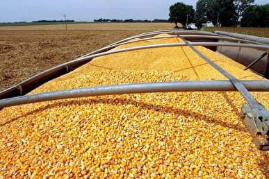 محموله ۱۸ میلیاردی نهاده‌های دامی قاچاق در سمنان کشف شد