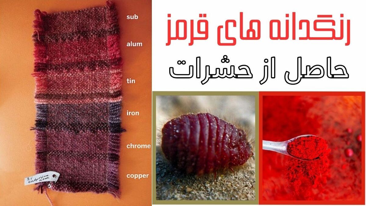 رنگ قرمز در محصولات غذایی از پوست حشرات تهیه می&zwnj;شود