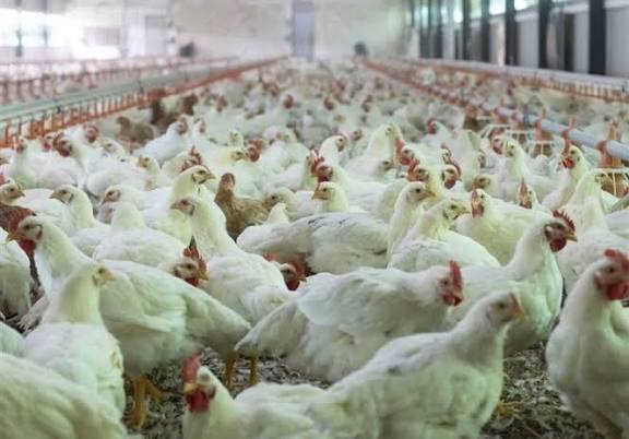 ثبت رکورد تاریخی جوجه‌ریزی در کهگیلویه و بویراحمد/ عبور تولید مرغ از مرز ۱.۳ میلیون قطعه در آذرماه