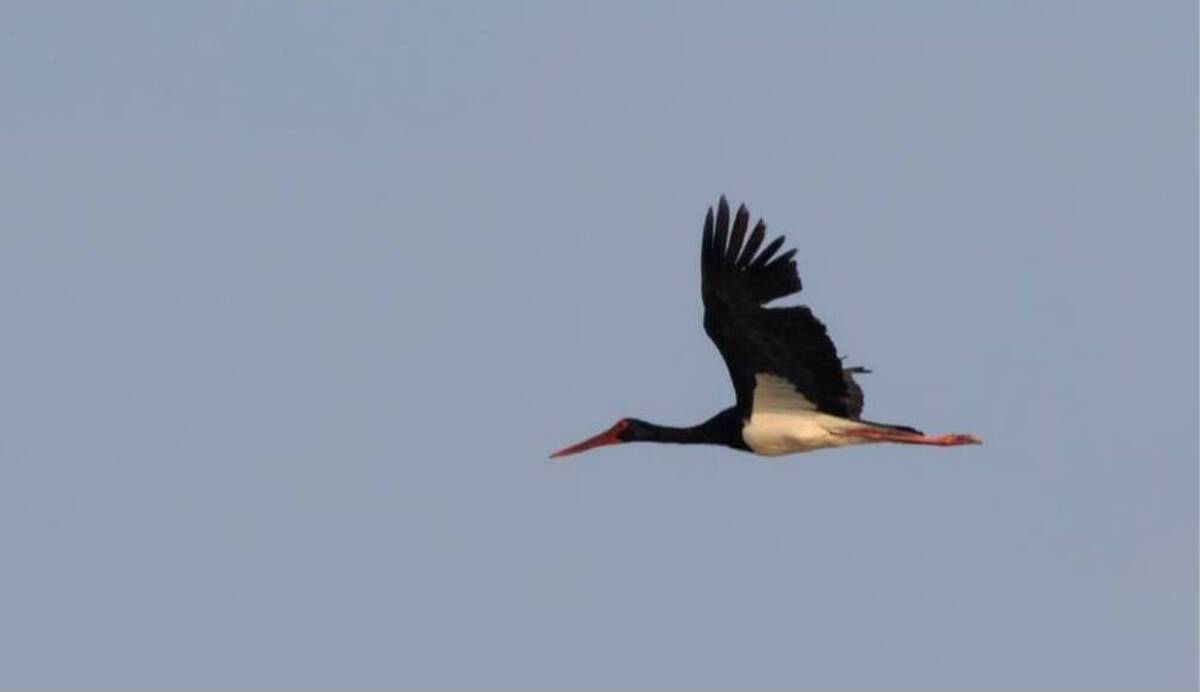 بازگشت لک‌لک سیاه به زهک پس از هفت سال