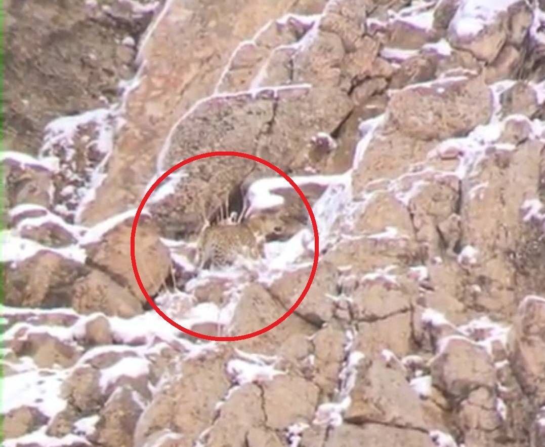 ثبت تصویر پلنگ ایرانی در پارک ملی لار + عکس