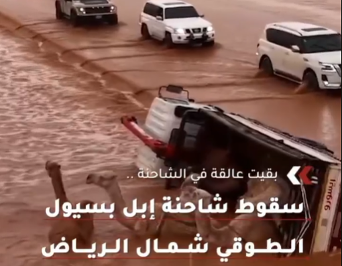 واژگونی کامیون حامل شتر&zwnj;ها در سیل شمال ریاض + فیلم