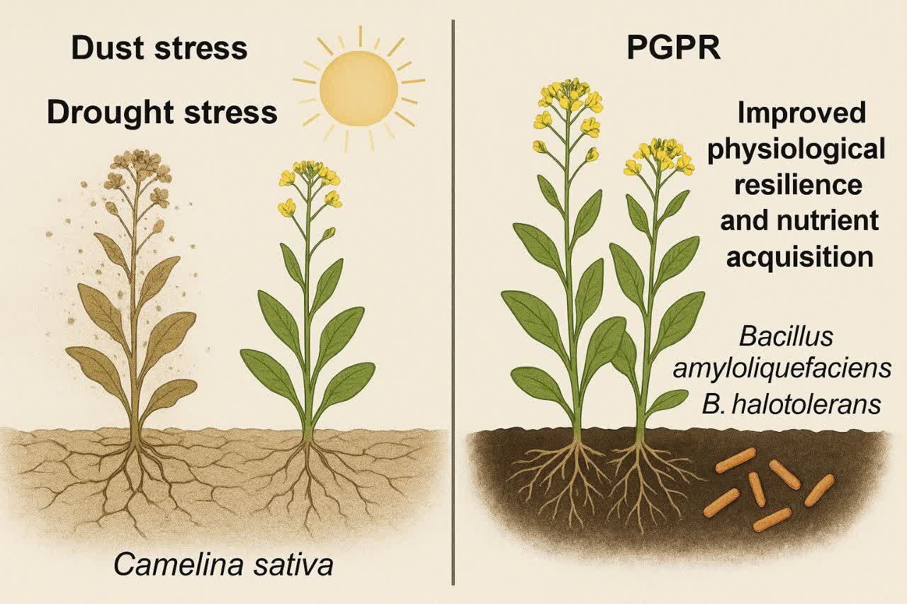 پژوهشگران دانشگاه تهران تابآوری گیاه کامیلینا را با باکتریهای طبیعی افزایش دادن