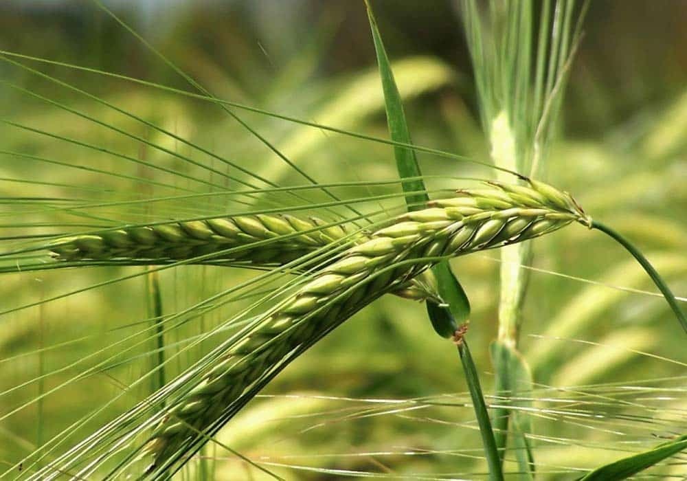 ۶۲۰۰ هکتار از زمینهای گیلان زیر کشت گندم و جو رفت ۶۲۰۰ هکتار از زمینهای گیلان زیر کشت گندم و جو رفت