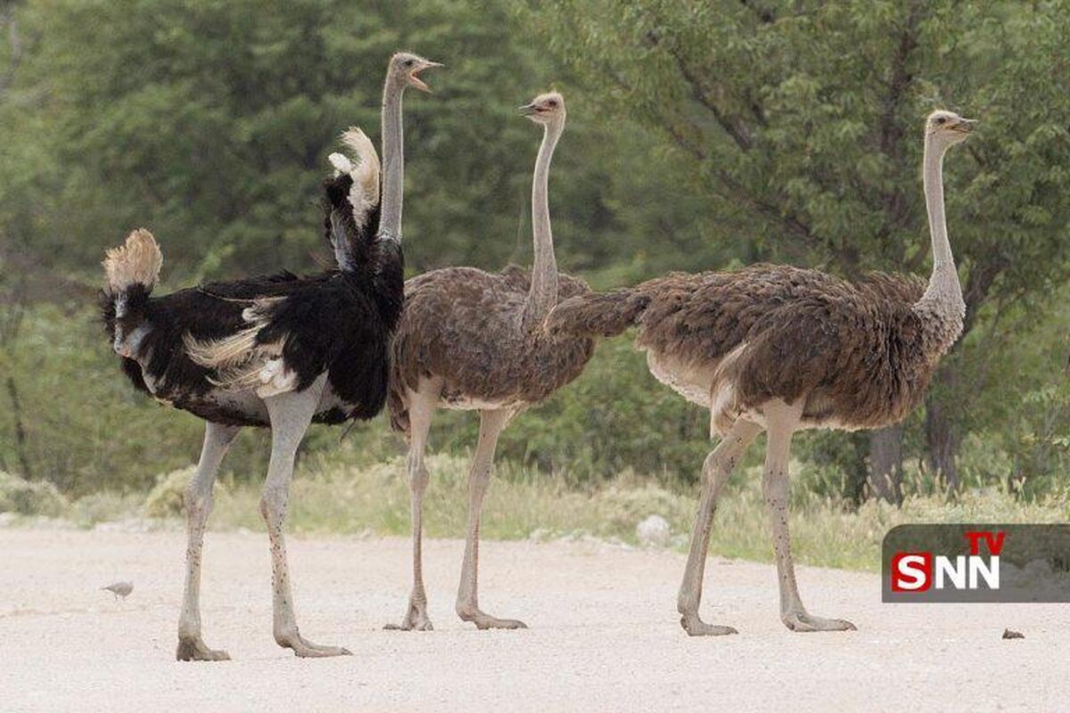 پروژه پرورش شترمرغ در رویین خراسان شمالی هوا شد؟ + فیلم