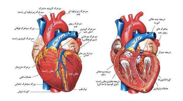 امکان افزایش دقت نمایش عروق کرونری قلب درکشور با روش&zwnj;های مبتنی بر هوش مصنوعی