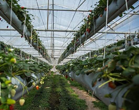 افتتاح ۵۱ طرح کشاورزی همدان با ۵۱۹۷ میلیارد ریال سرمایه‌گذاری در دهه‌ی فجر