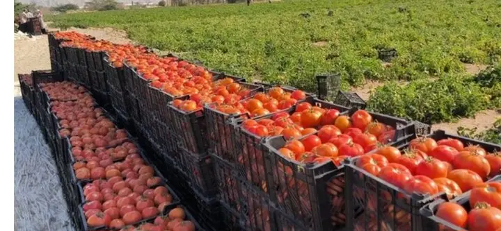 برداشت روزانه ۵۸۰۰ تن گوجه‌فرنگی در بوشهر