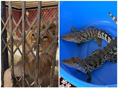 کشف شیر، عقاب طلایی و تمساح در استان تهران