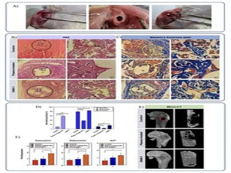 بهبود بازسازی استخوان با فناوری زیستی کمهزینه