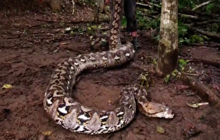 مار پیتون «بارونسسا» به عنوان طولانی‌ترین مار وحشی جهان ثبت شد