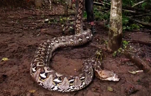 مار پیتون «بارونسسا» به عنوان طولانی‌ترین مار وحشی جهان ثبت شد