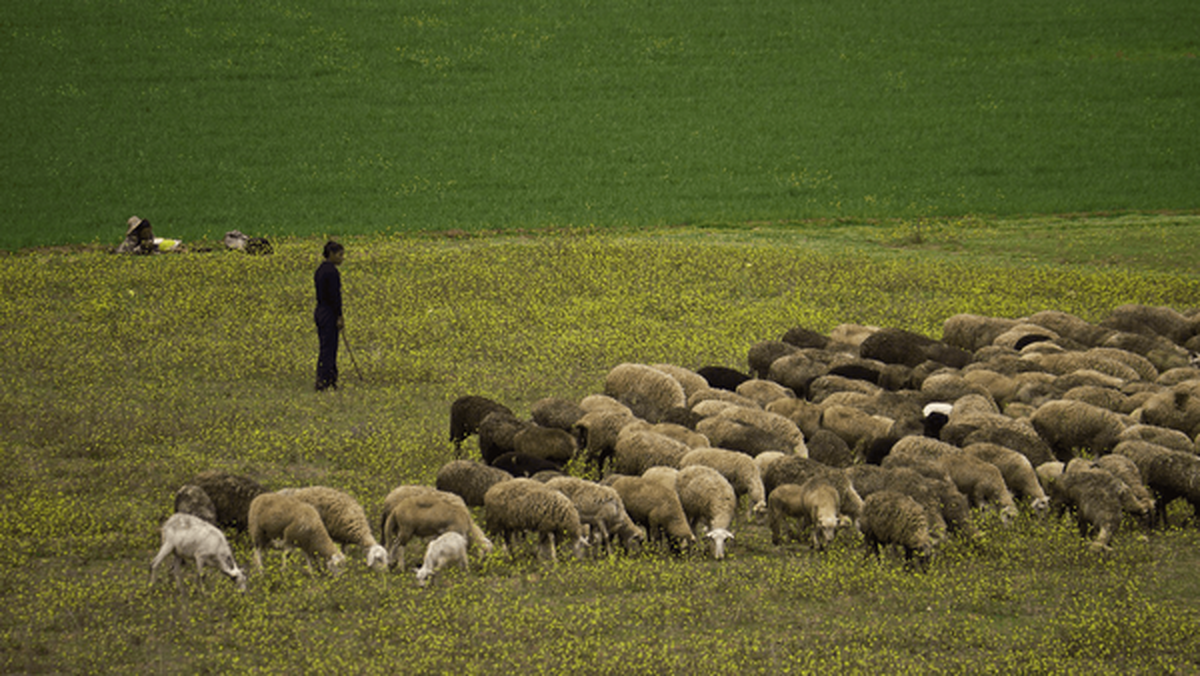 غذای مردم را از زیر سم دام‌ها بیرون بکشید