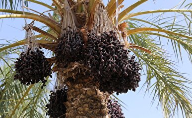 اختصاص ۱۰۰ میلیارد تومان تسهیلات برای توسعه خوشه خرمای خوزستان