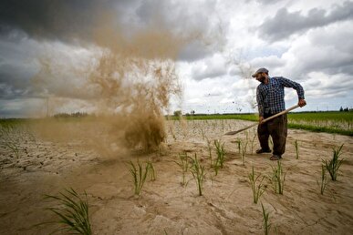 پرداخت غرامت بیمه به کشاورزان همدان