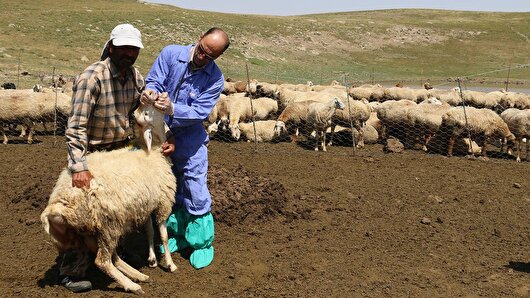 واکسیناسیون رایگان بیش از ۳۹۹ هزار رأس دام سبک و سنگین علیه تب برفکی در زنجان