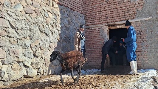 آغاز واکسیناسیون رایگان تب برفکی در دام‌های سبک و سنگین شهرستان طارم زنجان