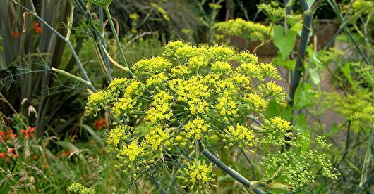 ۳۰ درصد رازیانه جهان در همدان تولید می‌شود