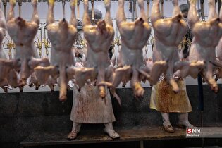 کُشتارگاهِ مرغ خانگی