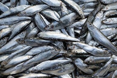 صادرات محصولات شیلاتی ایران به ۶۱ کشور جهان