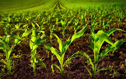 تولید ۲ میلیون نهال شناسه‌دار در آذربایجان شرقی