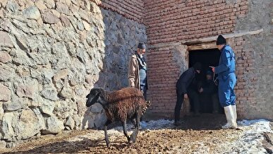 آغاز واکسیناسیون رایگان تب برفکی در دام‌های سبک و سنگین شهرستان طارم زنجان