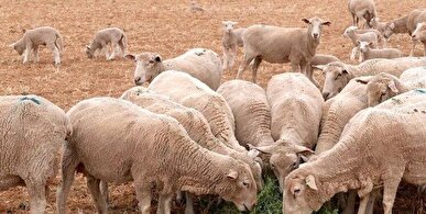 فعالیت ۳۹۷ واحد دامداری صنعتی و ۲ هزار و ۵۰۰ واحد دامداری روستایی دارای مجوز در زنجان