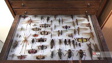 تصمیم برای احداث حشره خانه برای باغ گیاه‌شناسی ملی