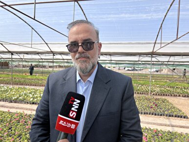 توسعه ٢٠٠ هکتاری بزرگترین جنگل دست کاشت ایران در کرمان آغاز شد