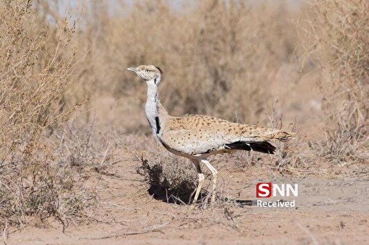 کشف یک قطعه پرنده هوبره کمیاب در زیرکوه